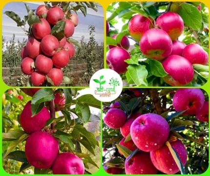 কাশমেরি আপেল মাতৃ কলম চারা/Kashmeri Apple Grafting plant