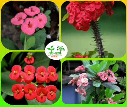 কাটামুকুট ফুল চারা/crown of thorns Flower plant
