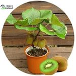 কিউই মাতৃ কলম চারা/ Kiwi - Image 2