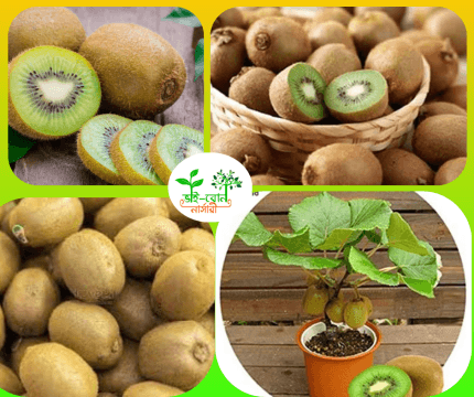 কিউই মাতৃ কলম চারা/ Kiwi