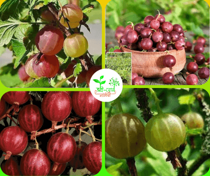 লাল আমলকি মাতৃ কলম চারা/ Amla red