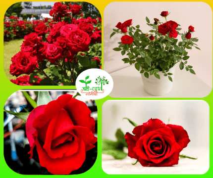 লাল গোলাপ মাতৃকলম চারা /Red Rose Grafting Plant
