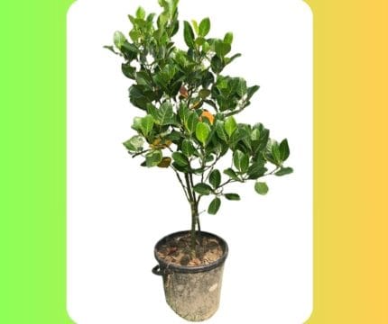 মাতৃগাছ ভিয়েতনামি লাল কাঠাল/Vietnam Red Jackfruit Mother Plant