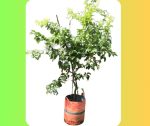 ম্যালিনা চেরি মাতৃগাছ / Malina cherry Mother plant