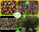ম্যাংগোস্টিন চারা/Mangosteen Plant