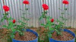 লাল গোলাপ মাতৃকলম চারা /Red Rose Grafting Plant - Image 2