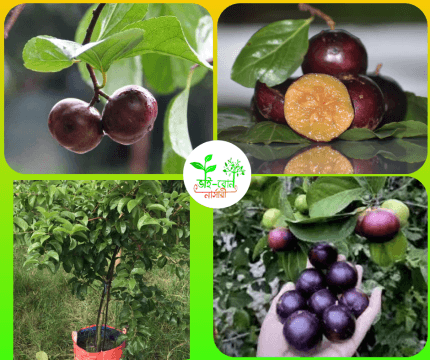 মেনিলা চেরি মাতৃ কলম চারা/Menila Cherry