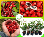 মিরাক্কেল বেরি মাতৃ কলম চারা / Mirakkel Berry
