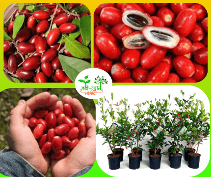 মিরাক্কেল বেরি মাতৃ কলম চারা / Mirakkel Berry