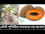 অস্ট্রেলিয়ান মাম্মি সফেদা মাতৃকলম চারা /Austrelian Mummy Sofeda - Image 2