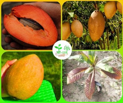 অস্ট্রেলিয়ান মাম্মি সফেদা মাতৃকলম চারা /Austrelian Mummy Sofeda