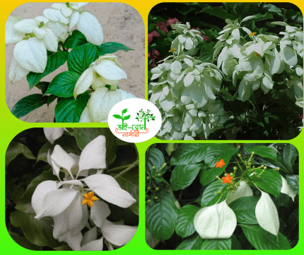 মুসান্ডা ফুল /Musanda Flower