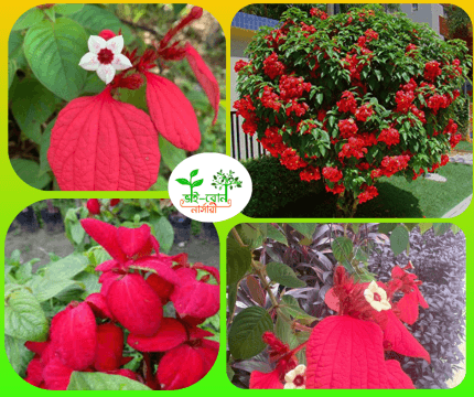 মুসান্ডা লাল ফুল চারা /Mussaenda frondosa Flower plant