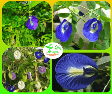 নীল কন্ঠ ফুল চারা / Nil Kontho flower Plant