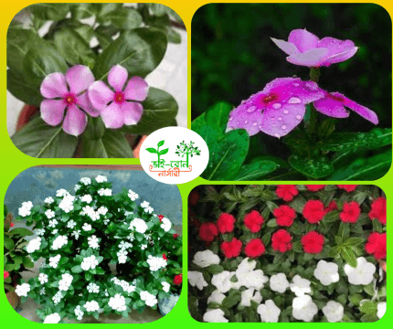 নয়ম তারা ফুল চারা /Madagascar Periwinkle flower Plant