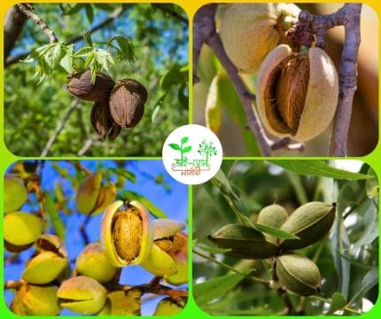 নাট প্লান্ট /Nut Plant