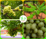অরবরই মাতৃকলম চারা/ Gooseberry Mother Plant
