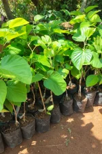 পাকিস্তানি লং মালবেরি মাতৃ কলম চারা/ Pakistani Long Malberry - Image 2
