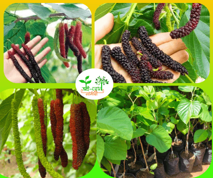 পাকিস্তানি লং মালবেরি মাতৃ কলম চারা/ Pakistani Long Malberry