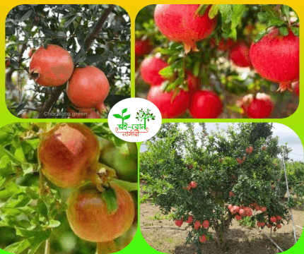 পাকিস্তানি আনার মাতৃ কলম চারা/ Pakistani Anar