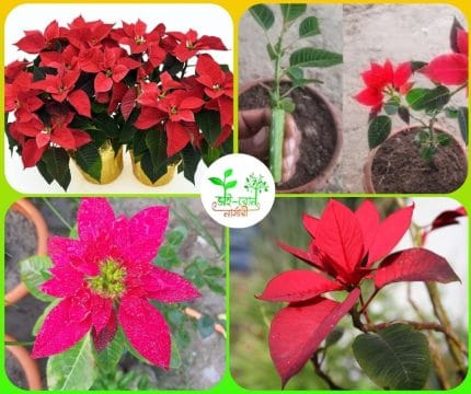 পানচাটিয়া ফুল চারা /Pancatiya flower plant