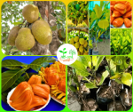 ভিয়েতনামি বারোমাসি পিংক কাঠাল মাতৃকলম চারা/Viyetnami Baromasi Pink Jackfruit Grafting Plant
