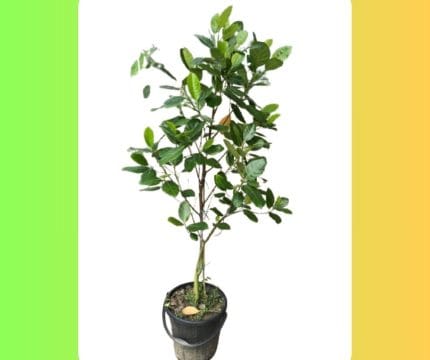 মাতৃগাছ ভিয়েতনামি বারোমাসি পিংক কাঠাল/Vietnam pink Jackfruit Mother Plant