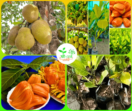 ভিয়েতনামি বারোমাসি পিংক কাঠাল মাতৃকলম চারা/Viyetnami Baromasi Pink Jackfruit Grafting Plant