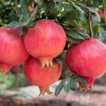 pomegranate