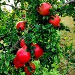 pomegranate-annar-plant-500x500