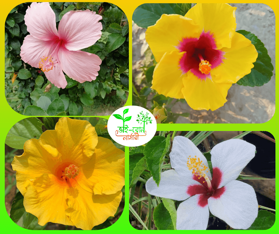 পুনে জবা ফুল চারা / Pune Joba Flower Plant