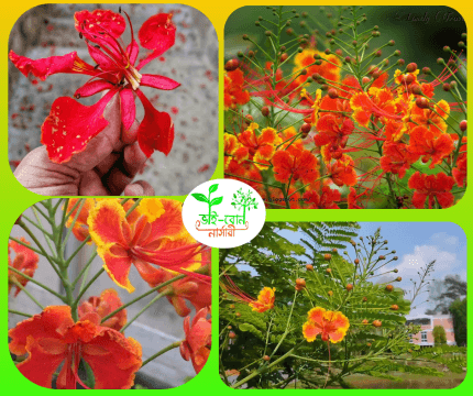 রাধা চুড়া ফুল চারা / Peacock Flower Plant