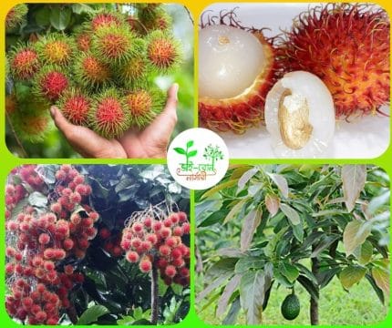 রাম্বুটান মাতৃ কলম চারা/ Rambutan Grafting Plant