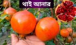 বিদেশি বিশেষ ৪ টি আনারের মাতৃকলম চারার প্যাকেজ। (নিচের যেকোন ৪ পিস নিতে পারবেন । - Image 5