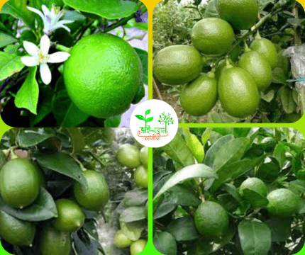 সিডলেস লেবু মাতৃ কলম চারা/Sidless Lemon