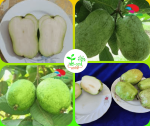 সিডলেস পেয়ারা মাতৃ কলম চারা/Sidless Guava