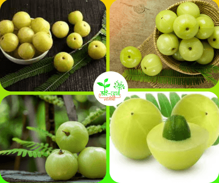 সবুজ আমলকি মাতৃ কলম চারা/ Green Amla