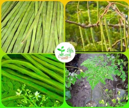 বারমাসি সজিনা মাতৃকলম চারা / Baromashi Sajina