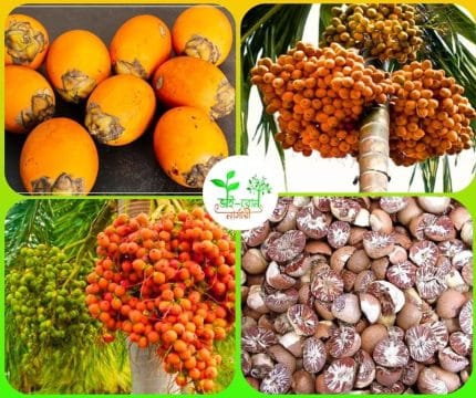 দেশি সুপারি /Betel-nut