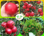 সুপার ভাগুয়া আনার মাতৃ কলম চারা/ Super Vagua Pomegranate