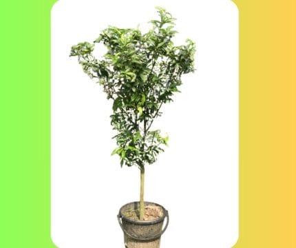 সুইট লেমন মাতৃগাছ /Sweet lemon Mother Plant
