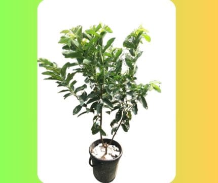 তাইওয়ান পিংক পেয়ারা মাতৃগাছ/ Taiwan pink guava Mother plant