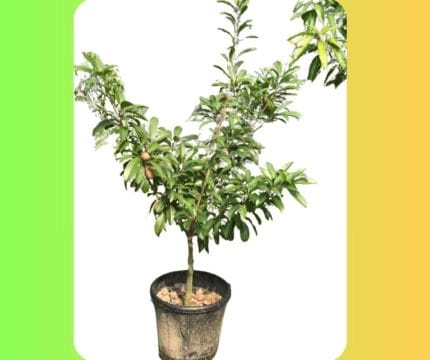 থাই পটল ছবেদা মাতৃগাছ/ Thai Long sofeda Mother Plant