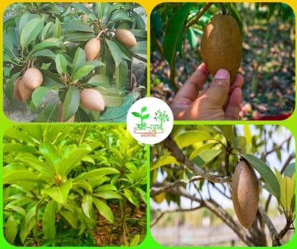 থাই লং সফেদা মাতৃকলম চারা /Thai Long Sofeda