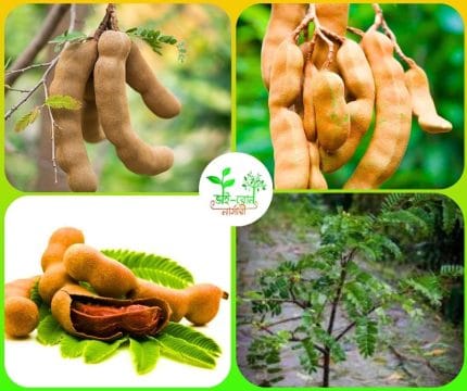 টক তেতুল মাতৃকলম চারা/Tamarindus