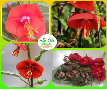 টুপুর মনি ফুল চারা / Tupur Moni  Flower plant