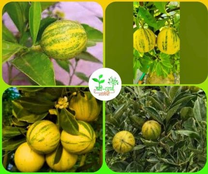 ভেরিকেট মাল্টা মাতৃকলম চারা/ Vericat Malta