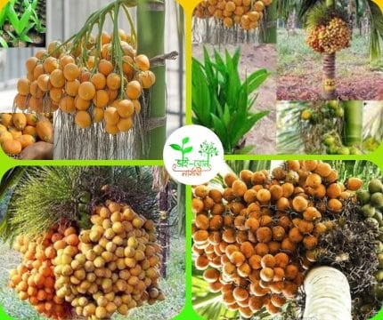 ভিয়েতনামি সুপারি মাতৃকলম চারা/Viyetnami supari Grafting Plant