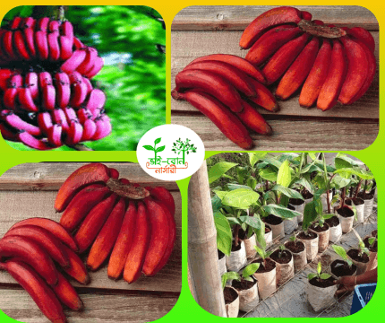 লাল কলা বা অগ্নিশ্বর কলা চারা/Agnishwar Banana