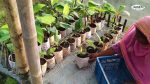 লাল কলা বা অগ্নিশ্বর কলা চারা/Agnishwar Banana - Image 2